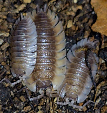 Trachelipus Isopods for sale